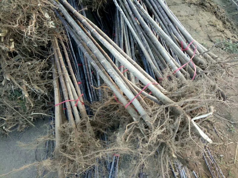 复叶槭规格齐全！裸根土球均可操作，货源充足
