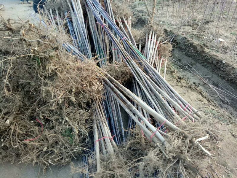 复叶槭规格齐全！裸根土球均可操作，货源充足