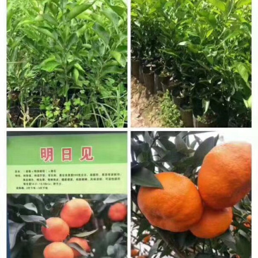 明日见杯苗3元量大从优一手货源自己苗圃直发现挖现发包鲜活