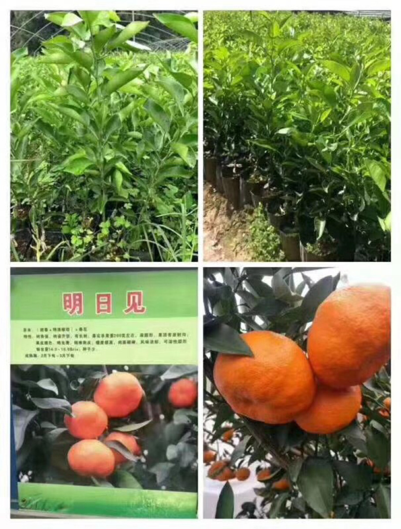 明日见杯苗3元量大从优一手货源自己苗圃直发现挖现发包鲜活