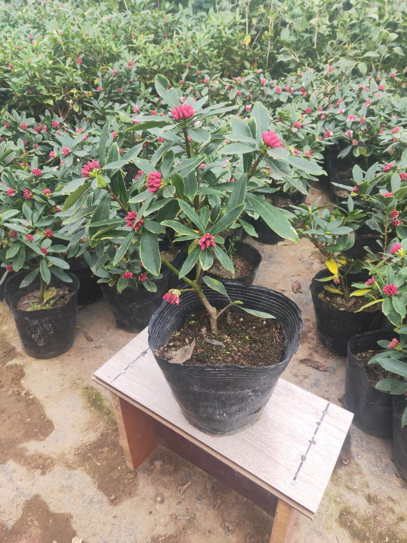 矾根花苗基地直发量大从优包成活品种放心苗