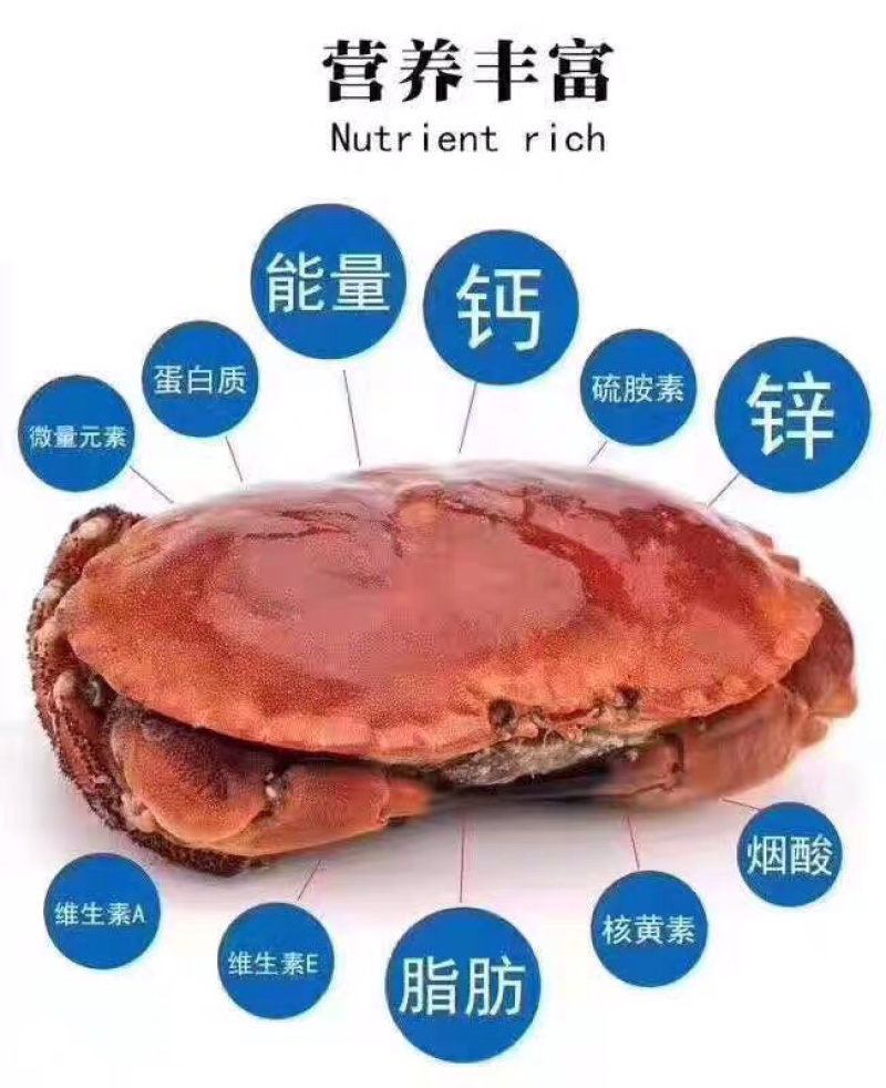 面包蟹，带黄满膏个头大