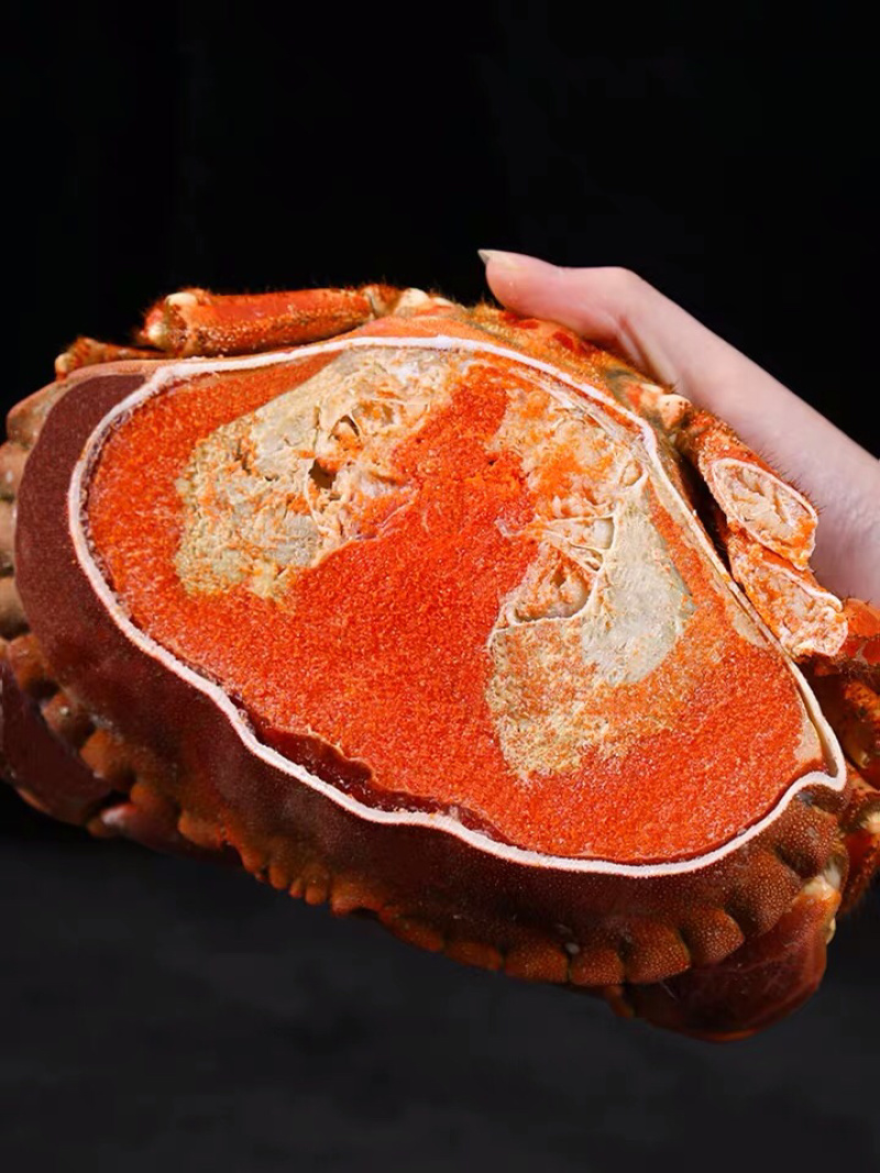 面包蟹，带黄满膏个头大