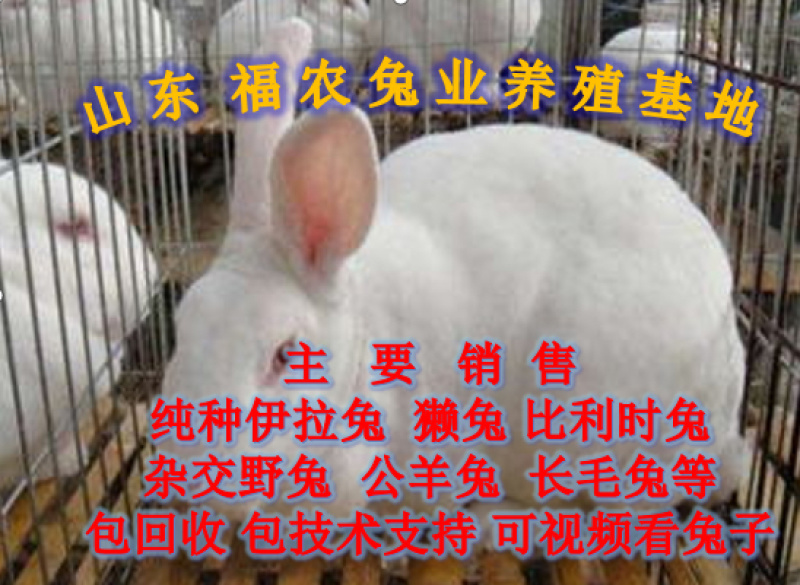 纯种新西兰兔种兔生长速度快抗病力强包教技术包回收