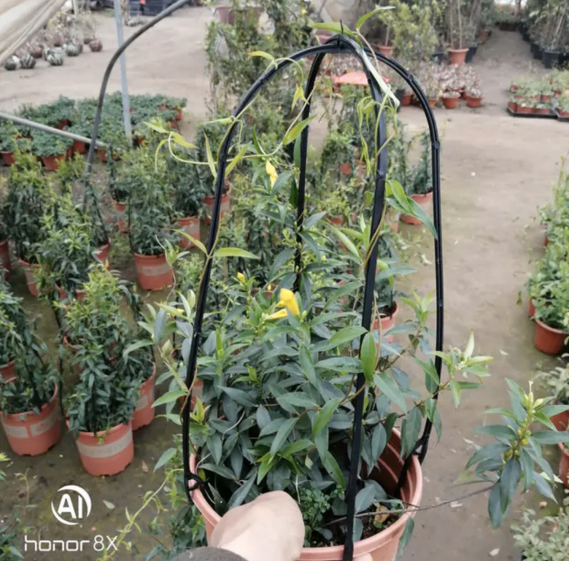 法国香水藤爬藤植物盆栽苗香水茉莉耐寒带土发货秋冬开花