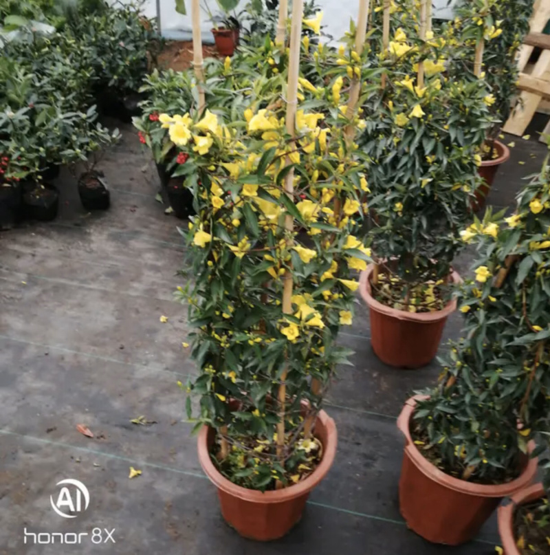 法国香水藤爬藤植物盆栽苗香水茉莉耐寒带土发货秋冬开花