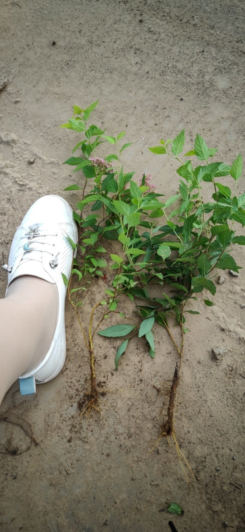 青叶绣线菊青叶绣线菊基地直发量大从优包成活