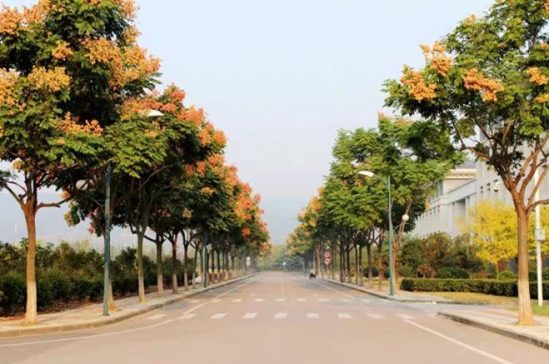 绿化苗木栾树苗树行道风景树植物北京栾黄山栾小苗南北方种植