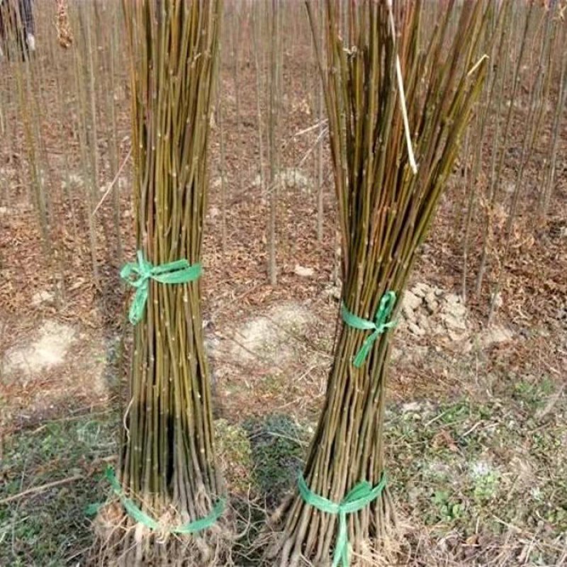 绿化苗木栾树苗树行道风景树植物北京栾黄山栾小苗南北方种植