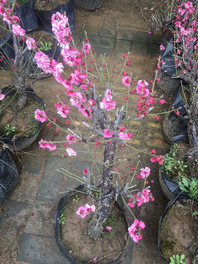 四季开花梅花盆栽地载盆景树苗浓香红梅腊梅绿梅花卉耐寒植物
