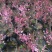 四季开花梅花盆栽地载盆景树苗浓香红梅腊梅绿梅花卉耐寒植物