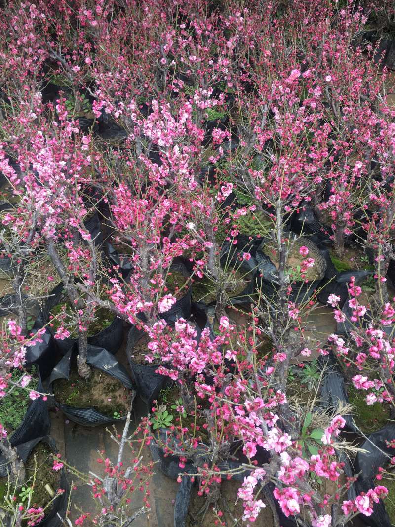 四季开花梅花盆栽地载盆景树苗浓香红梅腊梅绿梅花卉耐寒植物