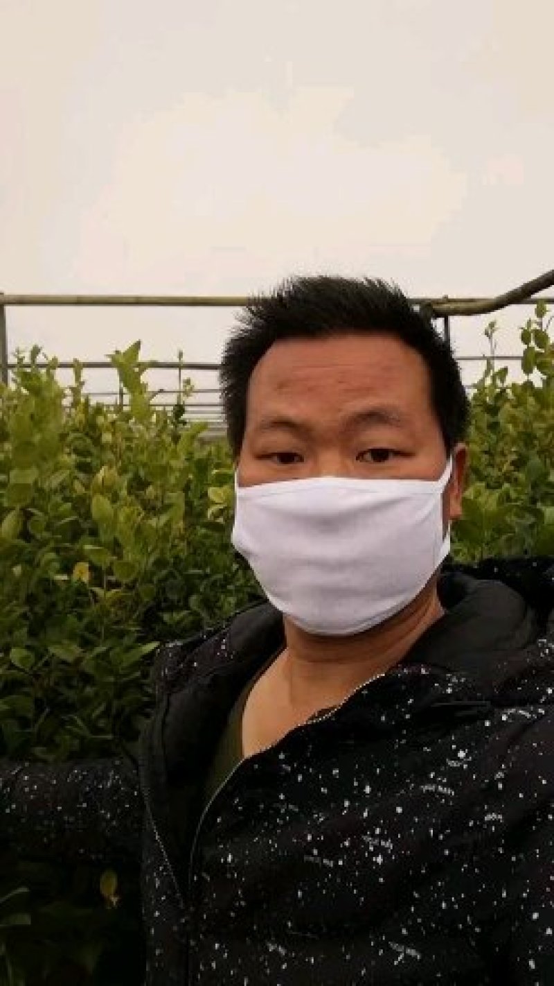 岑软系列2号3号嫁接裸根苗30公分到七十公分