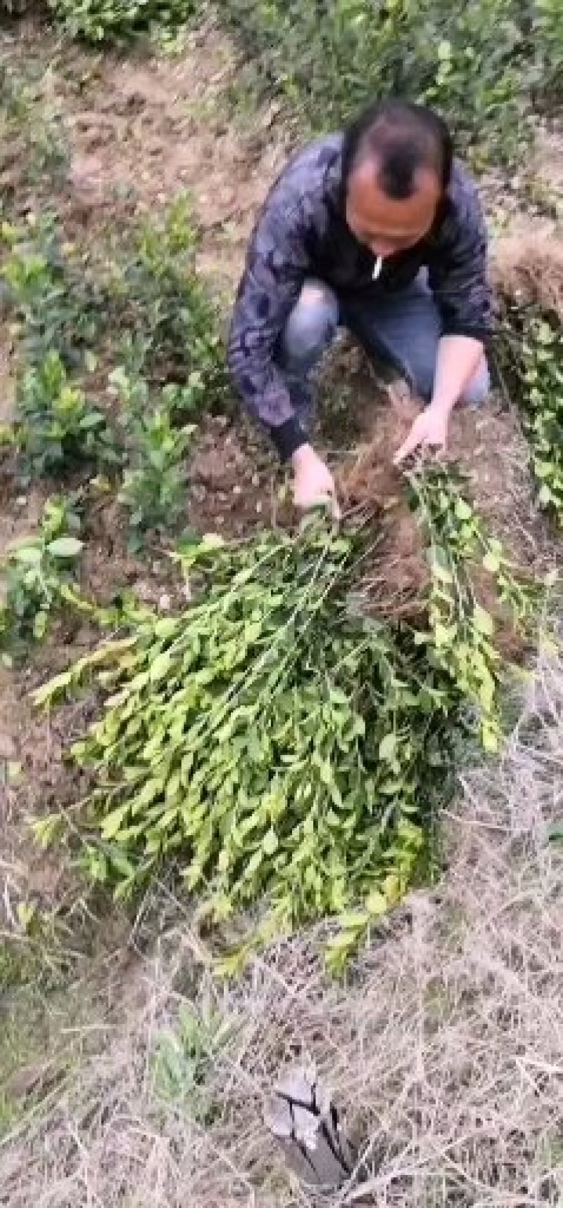 岑软系列2号3号嫁接裸根苗30公分到七十公分