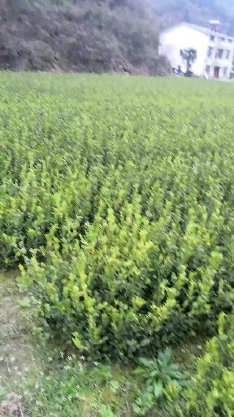 岑软系列2号3号嫁接裸根苗30公分到七十公分