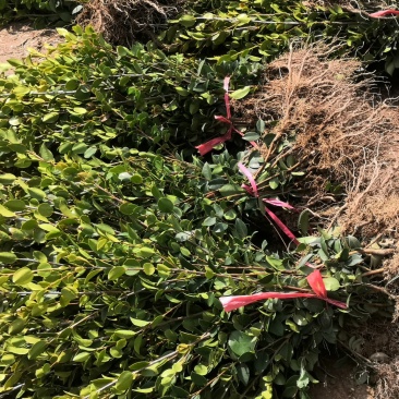 岑软系列2号3号嫁接裸根苗30公分到七十公分