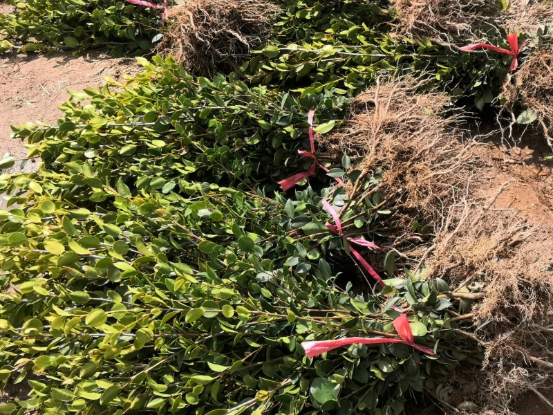 岑软系列2号3号嫁接裸根苗30公分到七十公分
