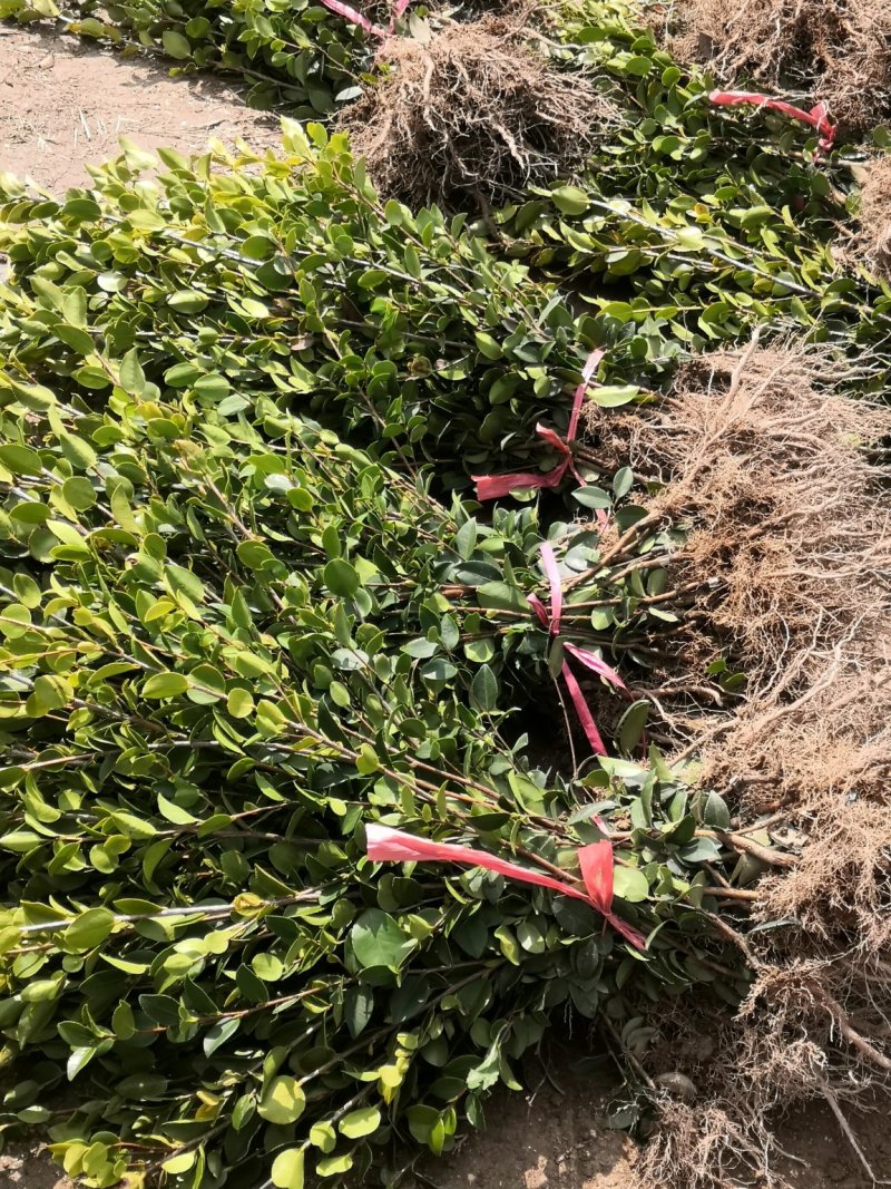 岑软系列2号3号嫁接裸根苗30公分到七十公分