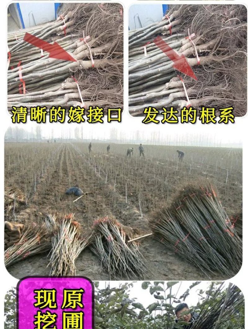 红皮核桃苗改良新品皮薄红皮脱毒育苗包邮