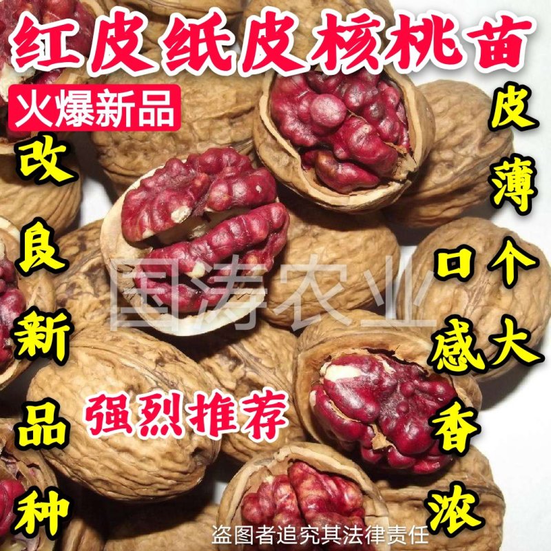 红皮核桃苗改良新品皮薄红皮脱毒育苗包邮