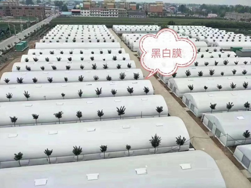 椭圆管养殖大棚。热镀锌。镀锌带，大棚骨架，热度骨架，猪。
