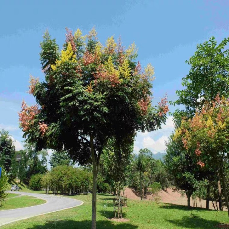 绿化苗木栾树苗树行道风景树植物北京栾黄山栾小苗南北方种植