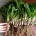 蔬菜，野菜，特菜，蒲公英鲜货，蒲公英新鲜