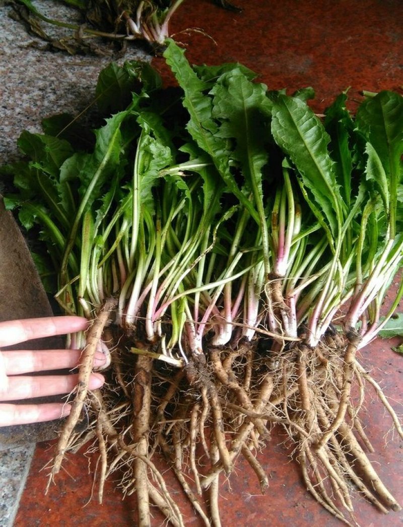 蔬菜，野菜，特菜，蒲公英鲜货，蒲公英新鲜