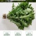 蔬菜，野菜，特菜，蒲公英鲜货，蒲公英新鲜