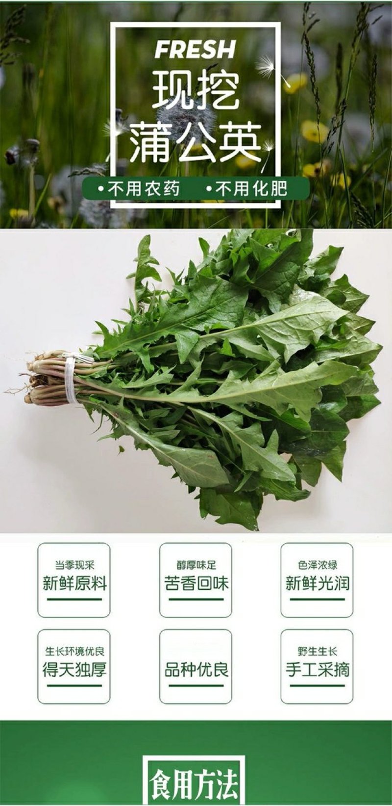蔬菜，野菜，特菜，蒲公英鲜货，蒲公英新鲜