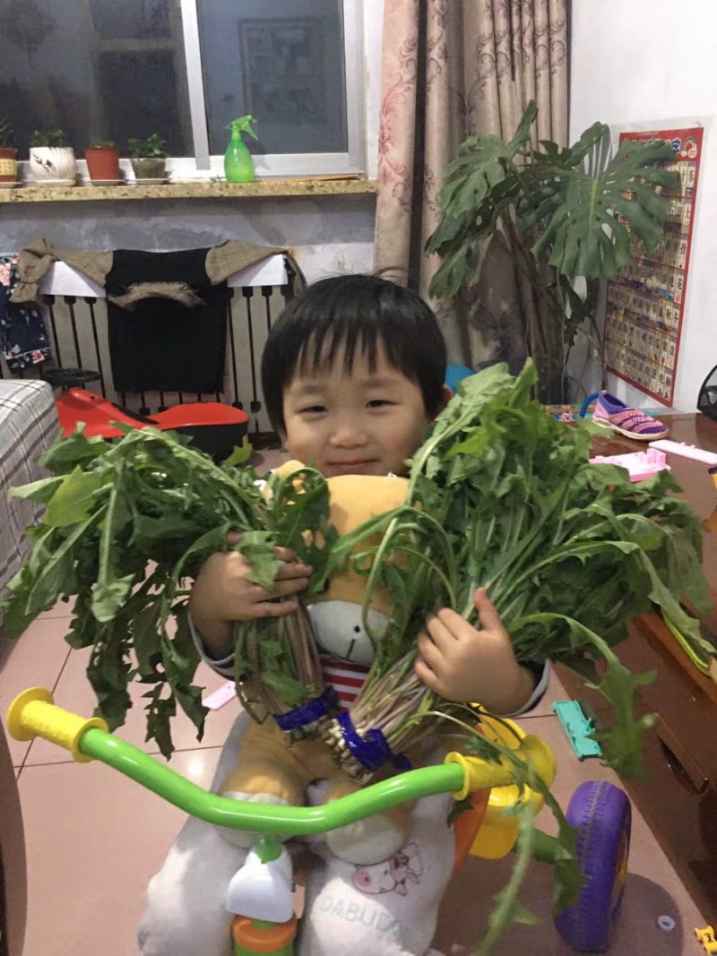 蔬菜，野菜，特菜，蒲公英鲜货，蒲公英新鲜