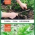 蔬菜，野菜，特菜，蒲公英鲜货，蒲公英新鲜