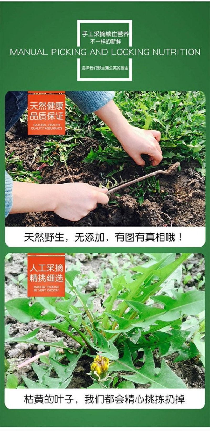 蔬菜，野菜，特菜，蒲公英鲜货，蒲公英新鲜