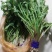 蔬菜，野菜，特菜，蒲公英鲜货，蒲公英新鲜