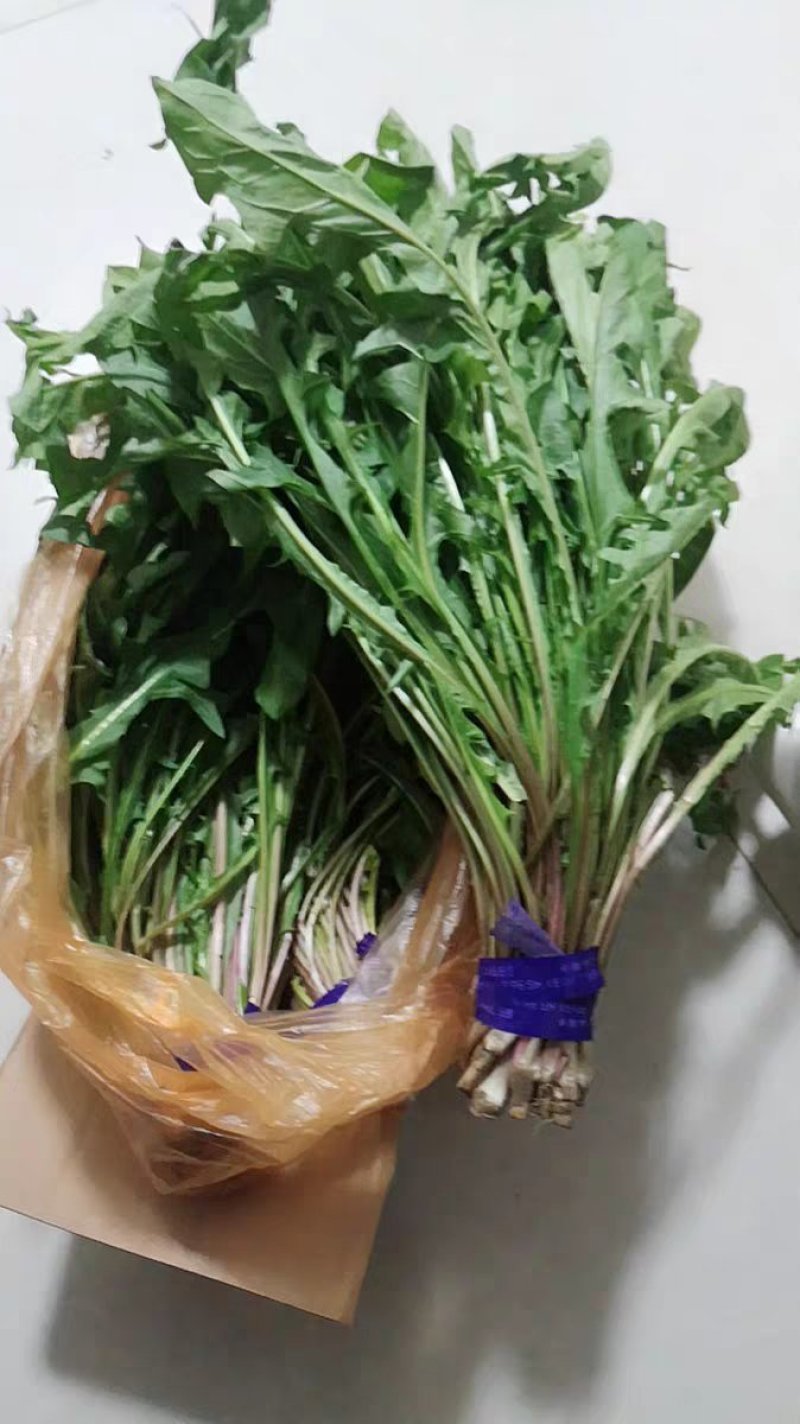 蔬菜，野菜，特菜，蒲公英鲜货，蒲公英新鲜