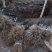 翠冠梨苗产地直供免费技术指导支持线上保障交易