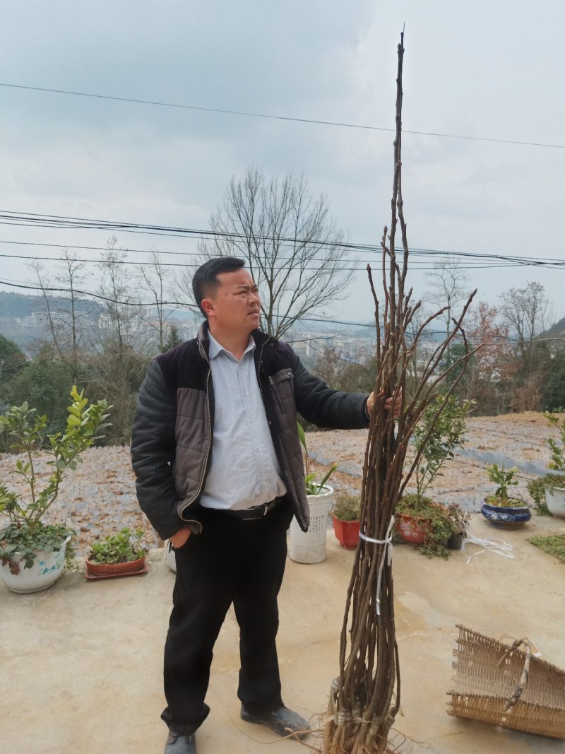 翠冠梨苗产地直供免费技术指导支持线上保障交易
