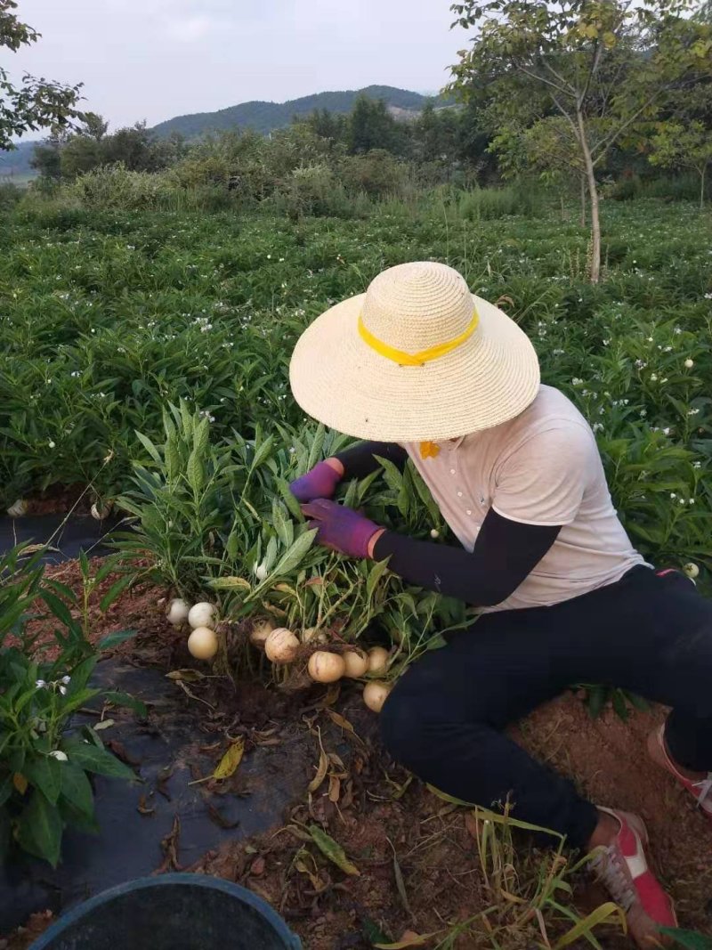 人参果苗二代苗脱毒苗欢迎来订购，圆果苗盆景苗