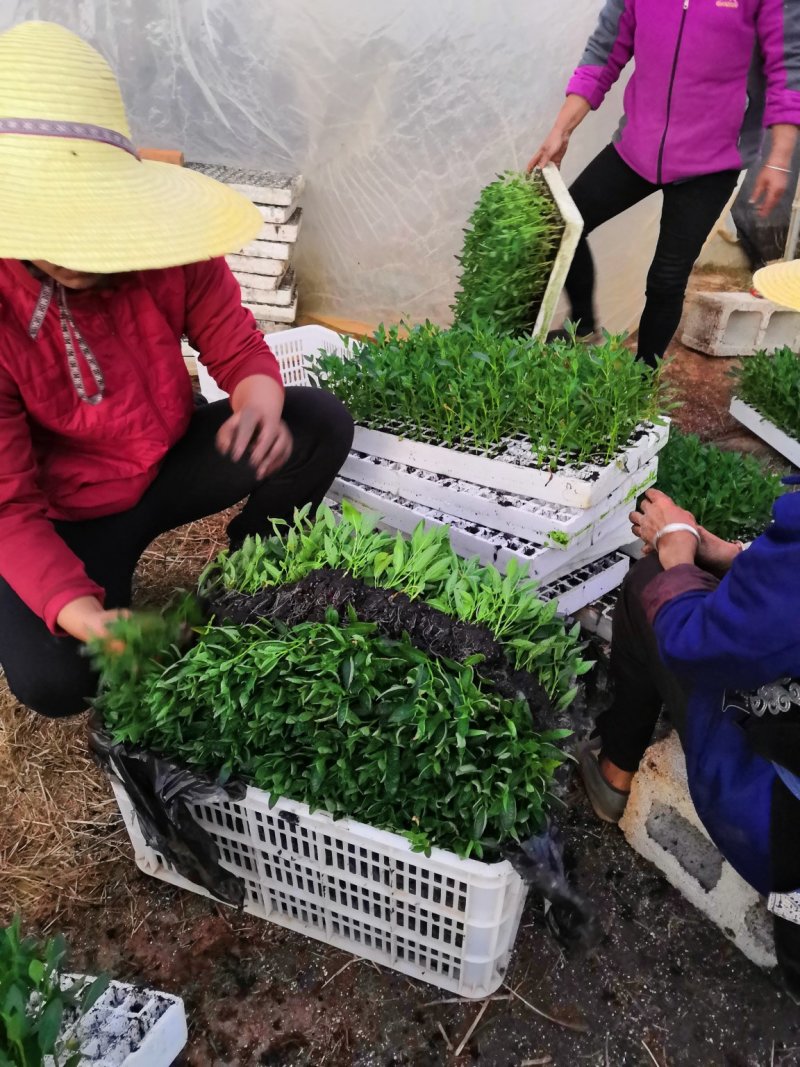 人参果苗二代苗脱毒苗欢迎来订购，圆果苗盆景苗