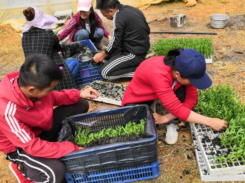 人参果苗二代苗脱毒苗欢迎来订购，圆果苗盆景苗