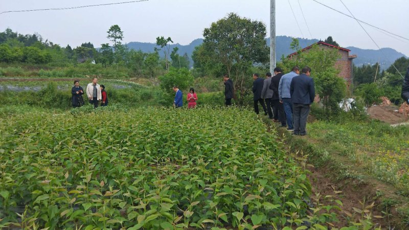 翠冠梨苗产地直供免费技术指导支持线上保障交易