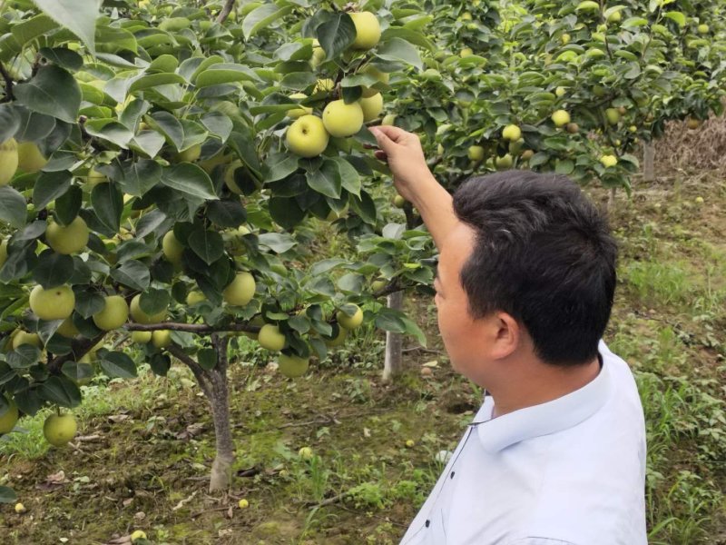 翠冠梨苗产地直供免费技术指导支持线上保障交易