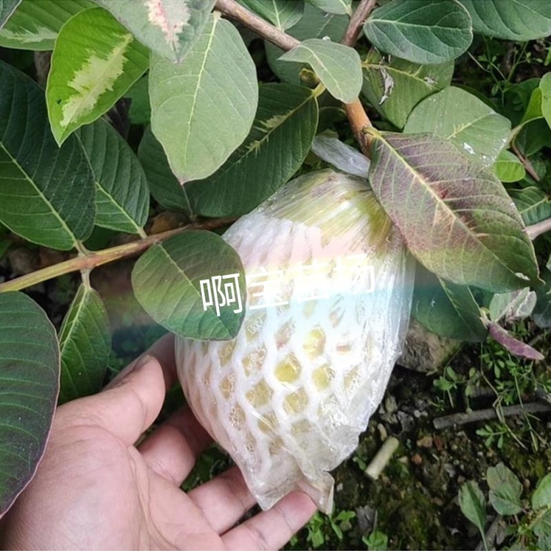 台湾热销品种斑叶绿钻芭乐嫁接苗