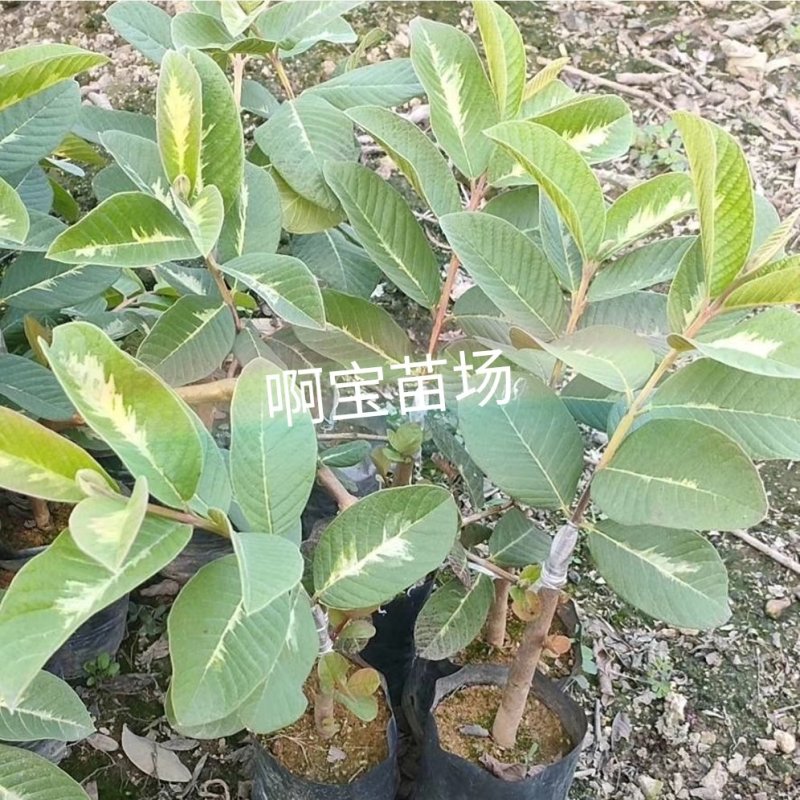 台湾热销品种斑叶绿钻芭乐嫁接苗