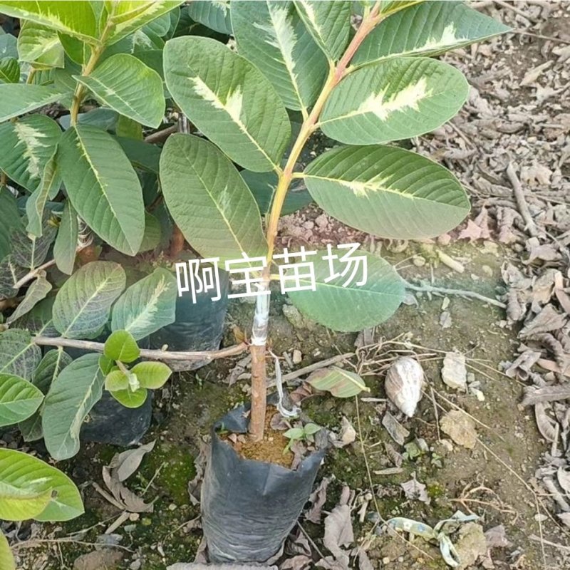 台湾热销品种斑叶绿钻芭乐嫁接苗