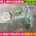 台湾热销品种斑叶绿钻芭乐嫁接苗