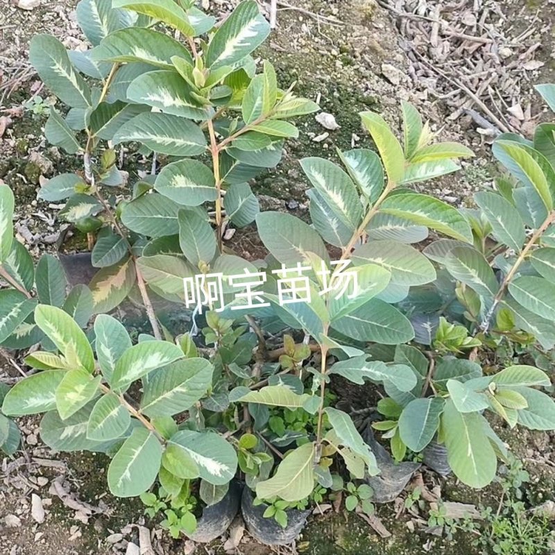 台湾热销品种斑叶绿钻芭乐嫁接苗
