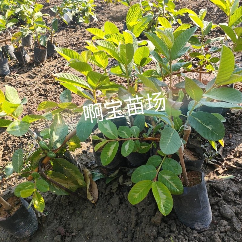 台湾热销品种斑叶绿钻芭乐嫁接苗