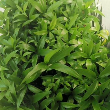 竹柏苗播种平筛苗绿化盆栽观叶植物四季常青花苗基地直销