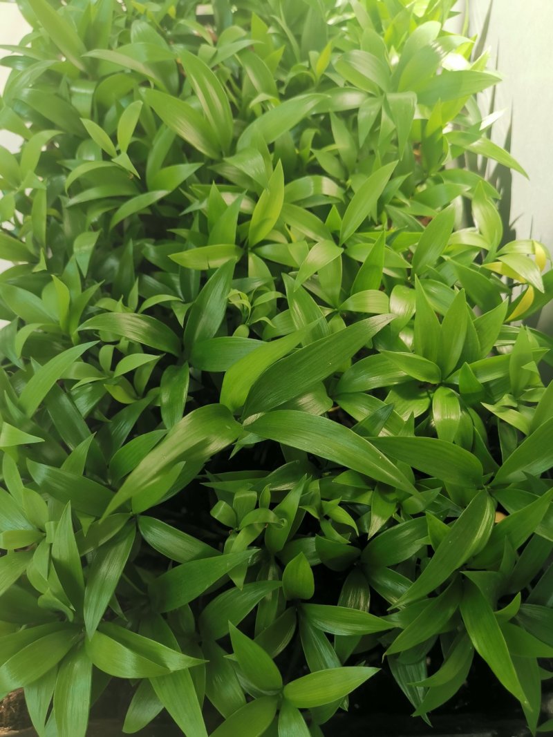 竹柏苗播种平筛苗绿化盆栽观叶植物四季常青花苗基地直销